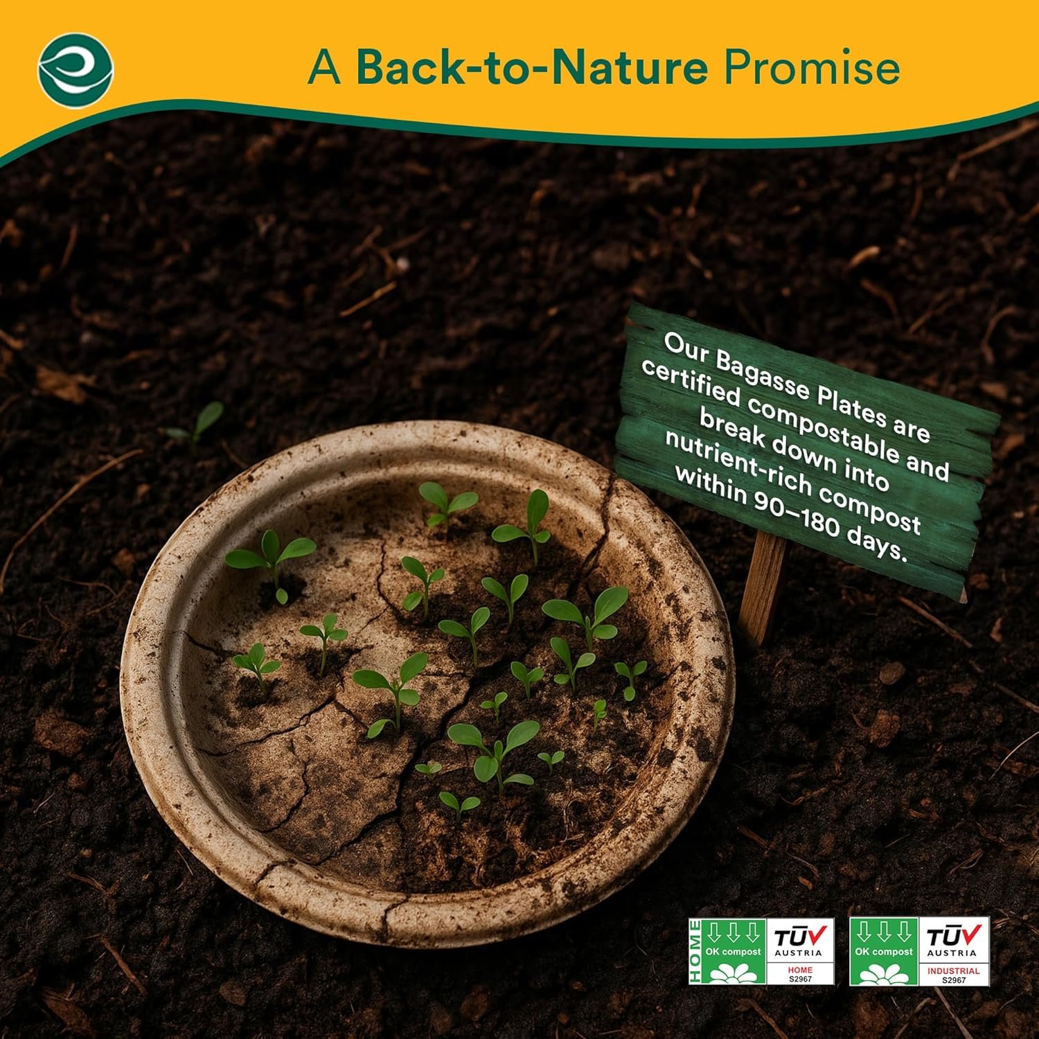 6英寸重型可堆肥纸盘[100包] 留学生宿舍微波甜点小聚 免洗分享热腾腾归属瞬间